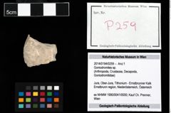 Foto (Objekt + Etikett) von Goniodromites sp.  (NHMW-GEO-2014-0194-0259)